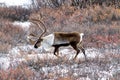 Caribou Looking for Food in the Snow in Alaska