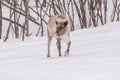 Caribou looking for food in winter