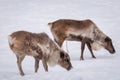 Caribou looking for food in winter