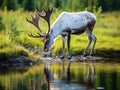 Ai Generated illustration Wildlife Concept of Caribou