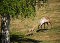 Caribou Mother and Calf Royalty Free Stock Photo