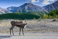 Caribou With Mountain Backdrop