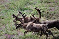 Caribou in Mt. Denali National Park