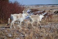 Caribou in Gros Morne National Park Newfoundland Royalty Free Stock Photo