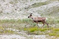 Caribou Rangifer tarandus roaming northern tundra