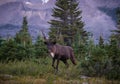 Caribou reindeer in Canadian Rockies