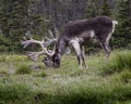 Caribou grazing