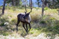 Caribou Reindeer in an Open Meadow Royalty Free Stock Photo