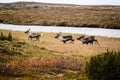 Caribou or reindeer on Swedish tundra Royalty Free Stock Photo