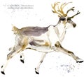 Caribou. reindeer watercolor illustration Royalty Free Stock Photo