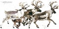 Caribou. reindeer watercolor illustration