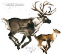 Caribou. reindeer watercolor illustration Royalty Free Stock Photo