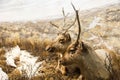 Caribou Resting Royalty Free Stock Photo