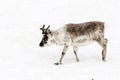 Caribou is running over a snowfield in Spitsbergen, Svalbard