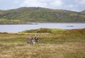 Caribou in a scenic Newfoundland landscape Royalty Free Stock Photo