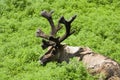 Caribou Shedding Royalty Free Stock Photo