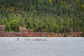 Caribou Swimming across Lake