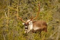 Caribou in town of Kenai in Kenai Peninsula in Alaska Royalty Free Stock Photo