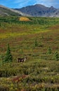 Caribou at the tundra Royalty Free Stock Photo