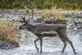 Stream Crossing Caribou