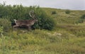 Caribou walking in front of scrub