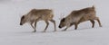 Caribou walking in pair in the snow