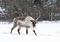 A Caribou walking in the snow in Canada