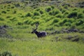 Caribou in the Wild Royalty Free Stock Photo