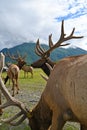 caribous in Alaska Wildlife Conservation Center, Alaska Royalty Free Stock Photo