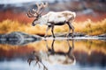 caribous reflection in an arctic pond Royalty Free Stock Photo