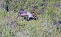 Caribu in Denali National Park in route ton Kantishna, Alaska, United States