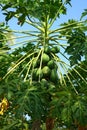 Carica papaya