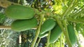 Carica Papaya Caricaceae Family
