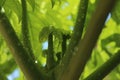 Carica Papaya tree , Herbaceous plant Royalty Free Stock Photo