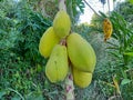 Carica Papaya Linn or Golden papaya with purple and green leaves in the garden