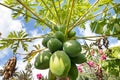 Carica papaya more commonly known as papaya tree with unripe fruit Royalty Free Stock Photo