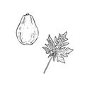 Carica papaya papaw or pawpaw fruit with leaf, hand drawn gravure style, vector sketch illustration