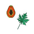 Carica papaya papaw or pawpaw ripe fruit cut slice with leaf, hand drawn vector illustration