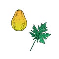 Carica papaya papaw or pawpaw ripe fruit with leaf, hand drawn vector illustration