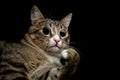 Caricature of a funny surprised cat with huge eyes looks up. The tabby cat took Catnip and Valerian