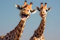 Caricature of a very large toothy wide smile smiling giraffe. Two giraffes with a white smile look at the camera against Royalty Free Stock Photo