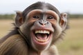 caricature of a very large toothy wide smile of a smiling monkey. A monkey with a white smile looks at the camera Royalty Free Stock Photo