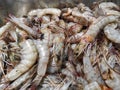 The Caridea commonly known as caridean shrimp, are an infraorder of shrimp within the order Decapoda. Indonesia, 28 February 2021. Royalty Free Stock Photo