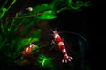 Caridina cantonesis crystal red shrimp eating pets Royalty Free Stock Photo