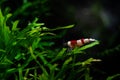 Caridina cantonesis crystal red shrimp eating pets Royalty Free Stock Photo