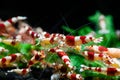 Caridina cantonesis crystal red shrimp eating pets hobby Royalty Free Stock Photo