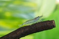 Caridina Japonica Royalty Free Stock Photo