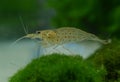 Caridina multidentata, a species of shrimp Royalty Free Stock Photo