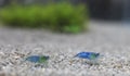 Caridina Royalty Free Stock Photo