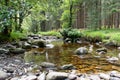 Carie Burn in Tay Forest Park in Scotland.